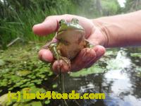 /home//u458753944/public_html/sourcegallery////Frogs/Bullfrogs 2016-08 Ontario/P8120034.JPG